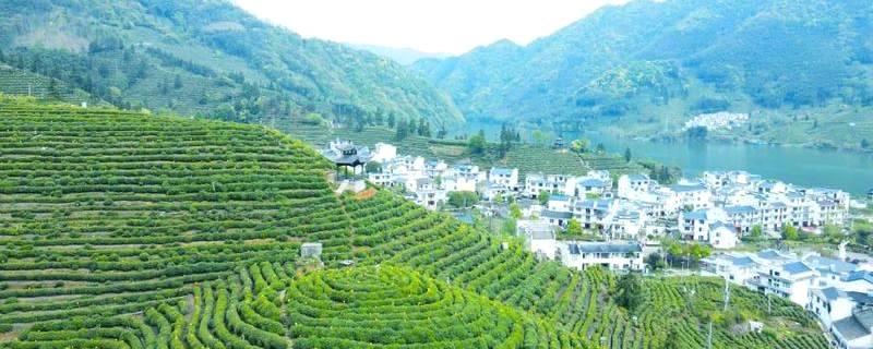 有关于推动茶产业高质量发展，打牢乡村振兴的产业基础——访黄山市人民政府副市长张正竹的信息