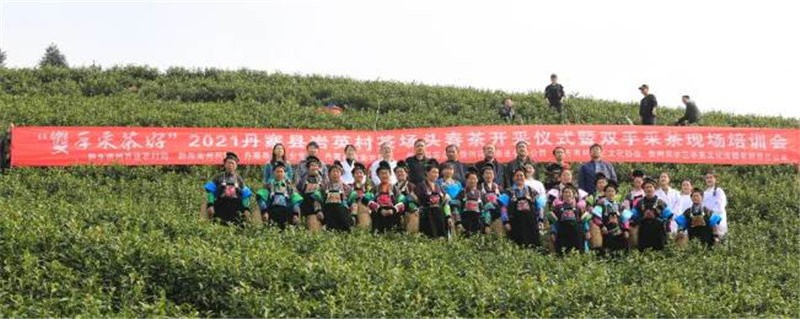 有关于采摘也要标准化-丹寨开展“双手采茶”培训的热门信息