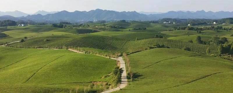 关于湄潭上半年茶叶出口创佳绩，预计全年突破5000万美元的最新资讯