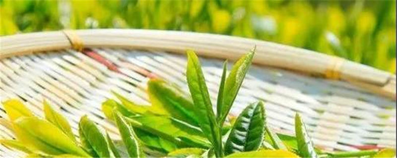 有关于恩施春茶价格攀高，鲜叶每斤卖到100元！的新闻