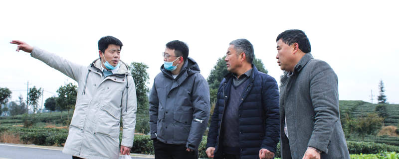 有关于|遵义茶业集团凤冈出口茶产业基地建设项目正式启动土地征拆工作的热门信息