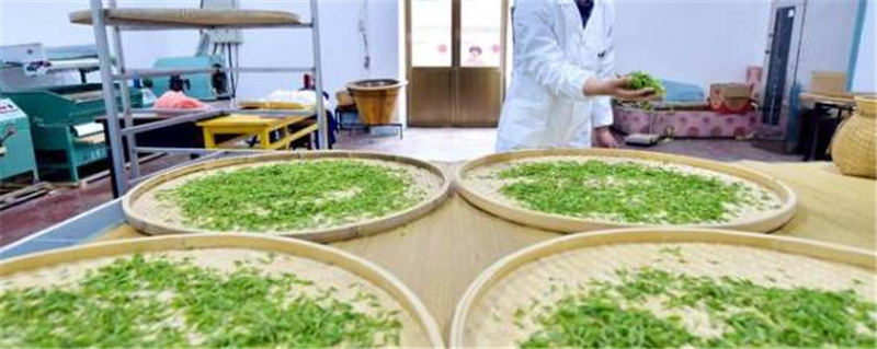 关于石家庄太行山茶叶陆续开采 茶叶种植成增收致富支柱产业的热门新闻