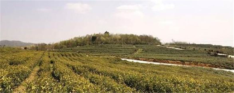 有关于瓮安茶园春茶全面开采 预计全年产量在1.5万吨的最新消息