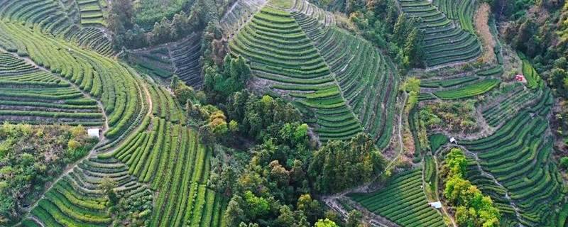 有关于中国白茶特色小镇的产业振兴路：质量立茶 绿色兴茶 品牌强茶的最新资讯