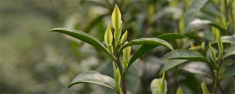 关于今年安吉白茶将于3月22日开采，预计产量将达到这个数的热门资讯