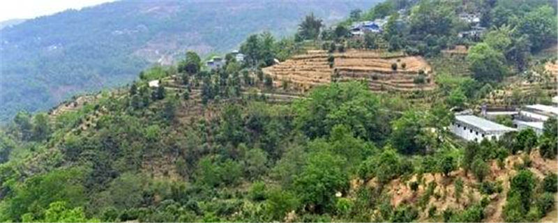 关于国内茶叶专家到云县漫湾镇白莺山古茶园进行科学考察的热门信息