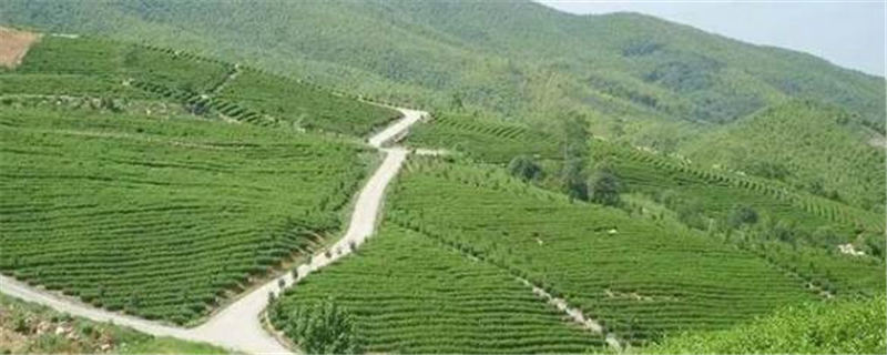 有关于溧阳：春茶量减价增，总体效益稳中有升！的信息