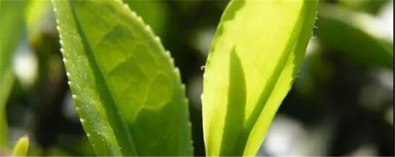 有关于“石门银峰”通过国家农产品地理标志登记省级评审的消息