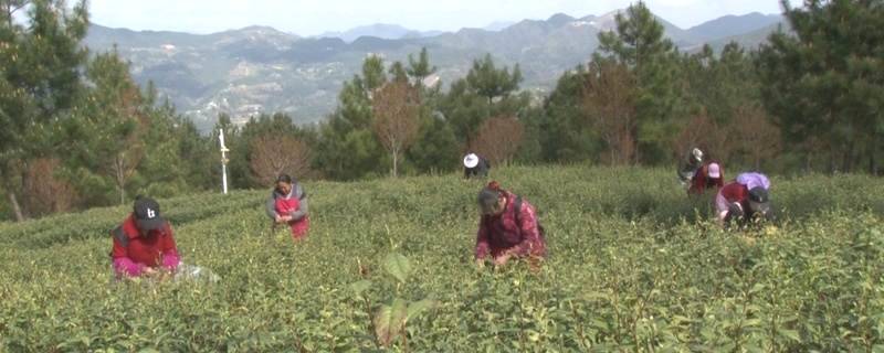 有关于达州万源：能人驱动做强茶产业，“绿色银行”撑起茶农钱袋子的最新信息