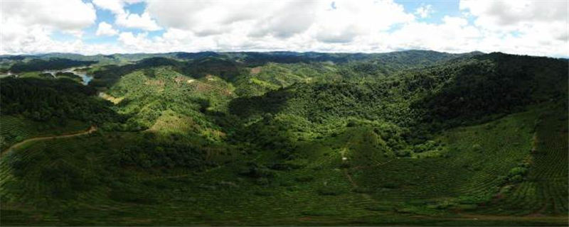 关于绿色云茶破千亿 云茶产业如何继续健康良性发展？的消息