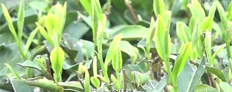 有关于 福鼎白茶迎采摘季 茶青市场交易忙 日人流量约2万人次的热门资讯