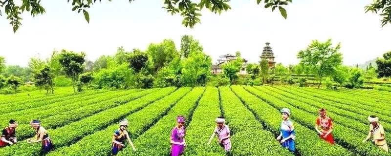 关于“恩施玉露”大做文章，品牌价值已超23亿的消息