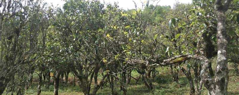 有关于千家寨爷号茶业舞好“龙头”带动“一县一业”规划发展的资讯