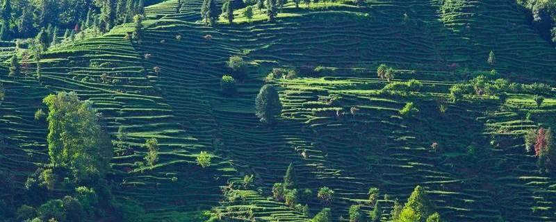 有关于连续五年入围“中国茶叶区域公用品牌价值十强”，蒙顶山茶品牌价值超过40亿元的热门消息