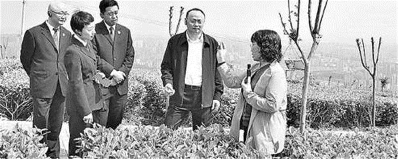 关于重庆“科研茶叶”被人随意采摘、这种情况应该怎么办？的热门新闻