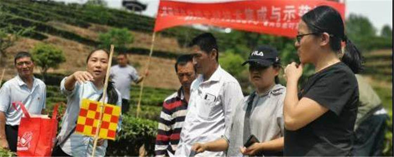 关于镇沅开展茶园绿色防控关键技术集成与示范培训的新闻