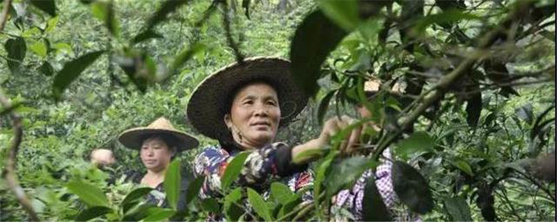 有关于相关研究获评一等奖！夏秋茶的“春天”来了么？的热门信息