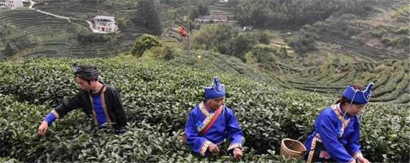 关于江西遂川：春茶加工“柴改电”茶旅融合促增收的最新信息