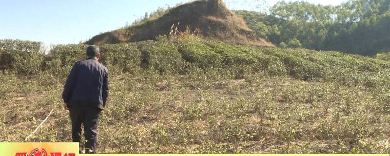 关于广东惠东茶产业3万多亩 年产值3.6亿元的最新信息