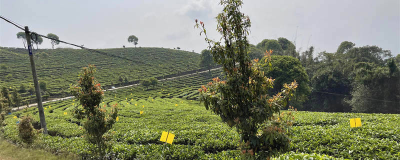 关于5A”新晋 湘西“茶旅融合”迎来大发展机遇的资讯