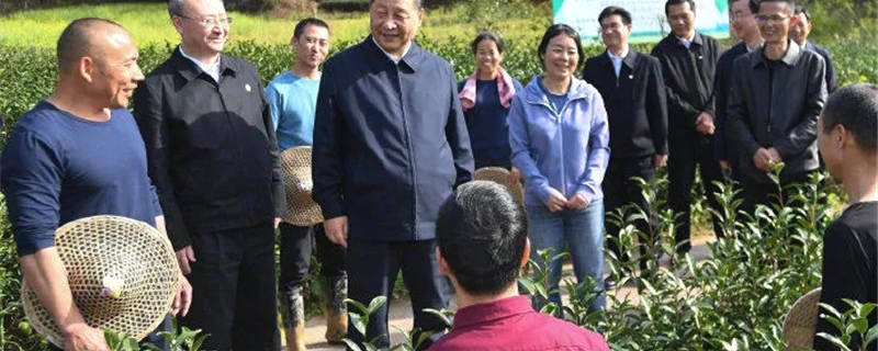 关于习近平察看武夷山春茶长势 1-2月中国茶叶进出口数据 茶产业数字化的热门消息