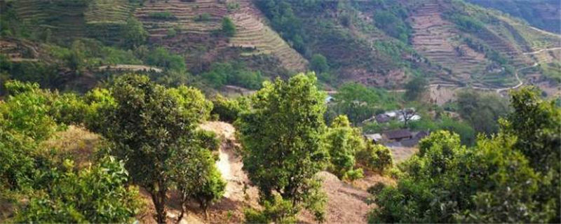 有关于临沧云县发挥古茶树资源 全面推进茶产业高质量发展的信息