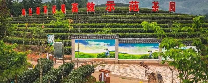 关于松溪县成功续报全国绿色食品原料（茶叶）标准化生产基地的热门消息