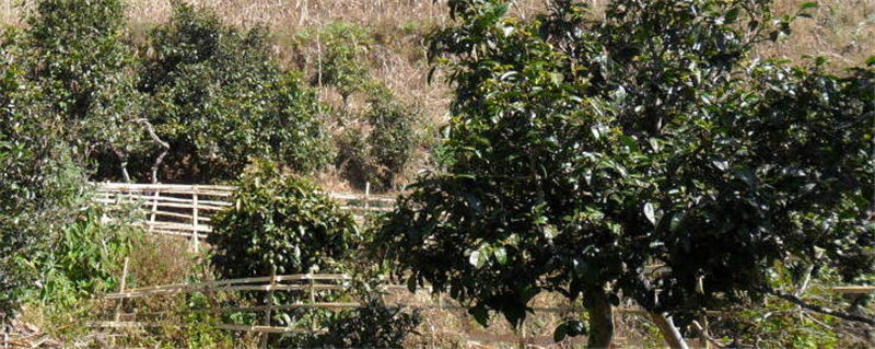 关于2021年云南普洱茶春茶价格：冰岛6万元/kg、米地5万元/kg......的最新资讯