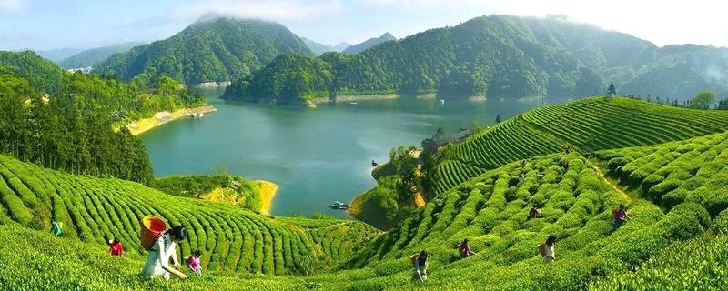 有关于益周美景 | 安化：采茶好时节 来把春天饮的消息