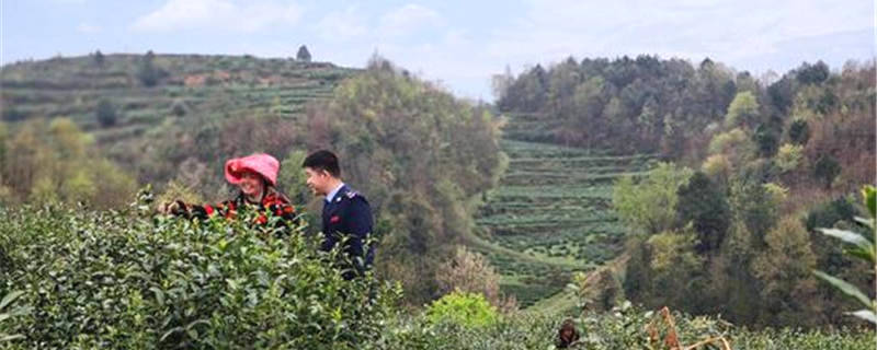 有关于贵州金沙县税务工作人员积极宣传茶产业减税降费政策的热门消息