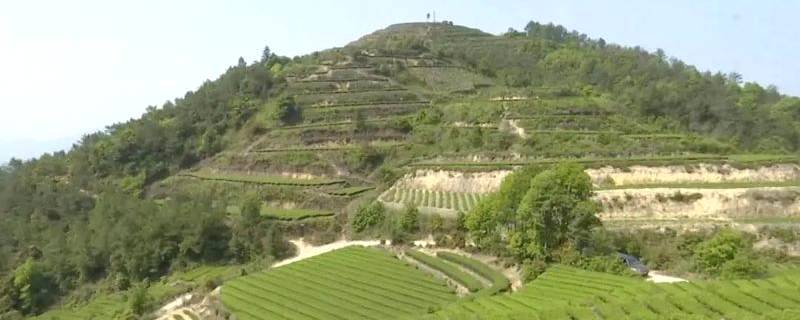 有关于成立产业联合体，漳州长泰县抱团发展茶产业的热门资讯