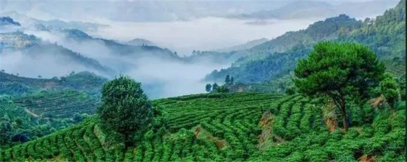 有关于广西日报：梧州茶旅融合奏响乡村振兴乐章的热门信息