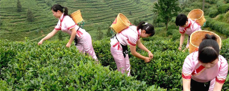 有关于新茶上市，黄山毛峰茶有了统一的证明商标的热门资讯