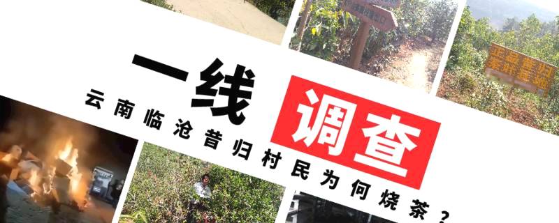 关于【周刊观察】“昔归烧茶”烧出什么教训？的热门消息
