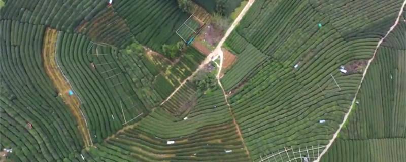 关于西湖龙井春茶季：多方联合避免“天价茶”乱象的热门新闻