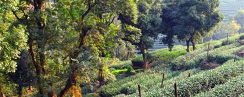 有关于数字赋能西湖龙井茶园 24小时监控气候变化的热门新闻