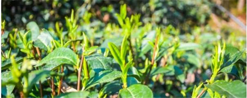 有关于领跑“早春茶”市场!昭平县举办开采仪式，迎春而来的热门资讯