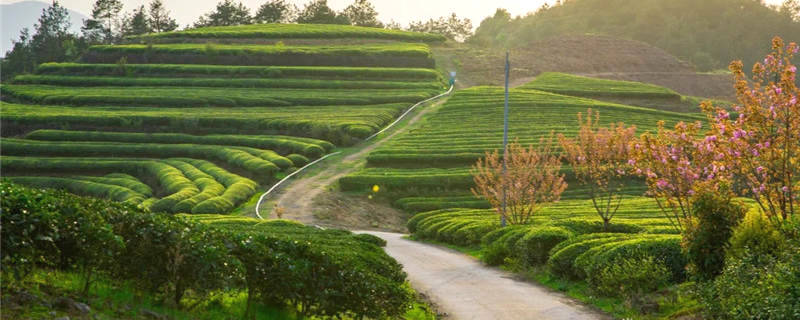 有关于泰顺筱村镇：葛垟茶场春欲暮 客来烹茶三杯香的消息