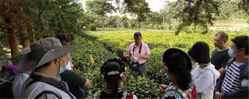 有关于怒江州贡山县林草局组织相关企业乡镇和茶农到茶叶所培训考察的信息