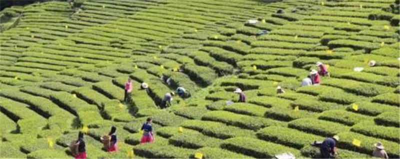 关于湖北恩施47.9万亩春茶全面开采 新茶可发往全国各地的资讯