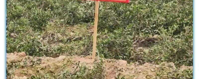 有关于管阳镇重拳出击：铲除违规用药茶园，维护一杯放心安全茶的热门资讯