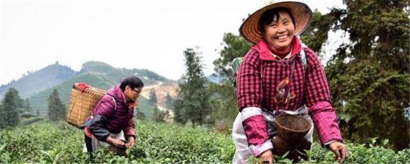 有关于重庆嘉平镇 春茶吐新芽成为茶农增收致富的“金叶子的最新消息