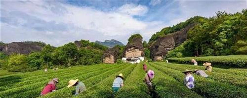 关于采茶季！武夷山市致全市茶企茶农茶叶安全生产的一封信的热门资讯