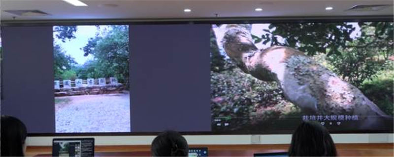 有关于景迈山古茶林：千年文化遗产品出乡村新发展 的资讯