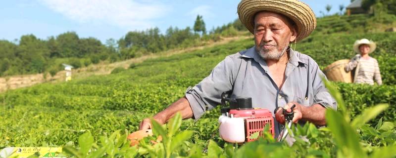 关于西农大：技术指南 为汉中茶叶发展送良方的热门信息