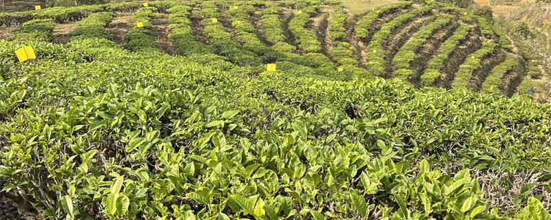 关于2020年云南省云茶产业新颁绿色有机认证证书380张的新闻