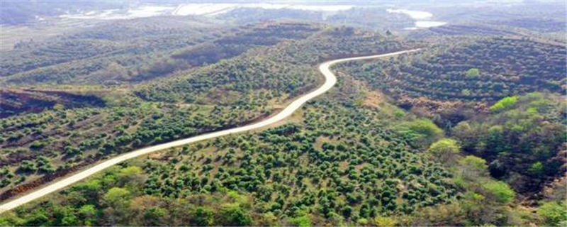 有关于秀色千山花开茶香 ---金寨县铁冲乡产业发展侧记的热门消息