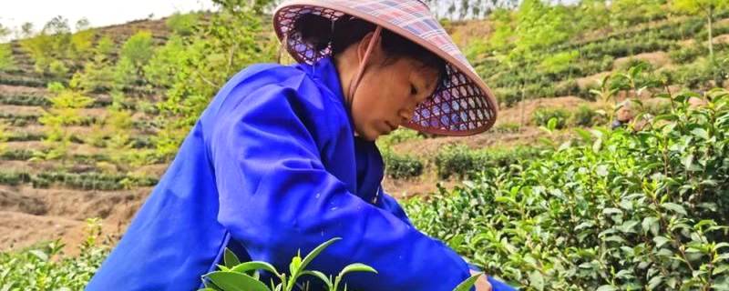 关于横县那阳镇政华村茶叶种植合作春茶采摘时！的最新信息