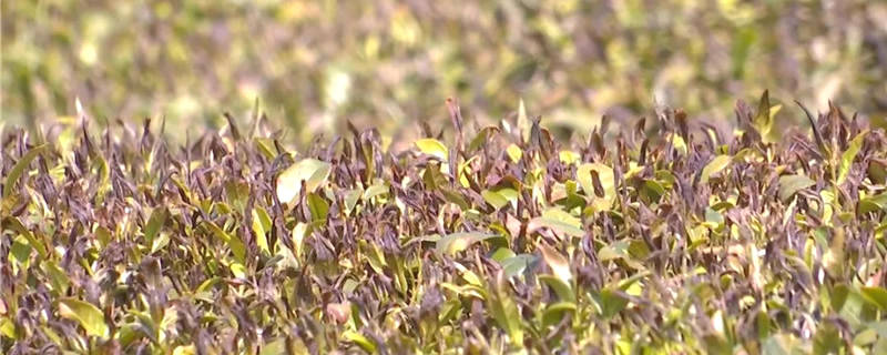 关于浙江武义：2万亩春茶受冻 茶农积极开展自救的热门信息