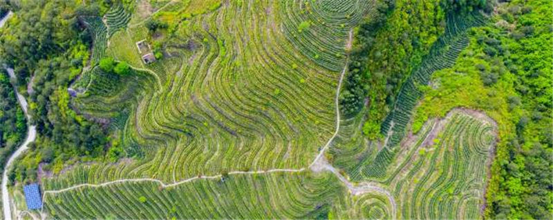 有关于景宁梧桐乡生态茶园提质增效助推富农强村的热门资讯
